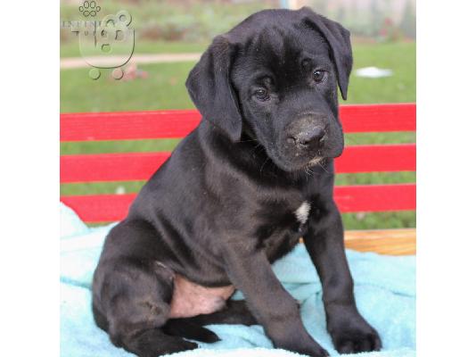 PoulaTo: Διαθέσιμα κουτάβια Cane Corso.